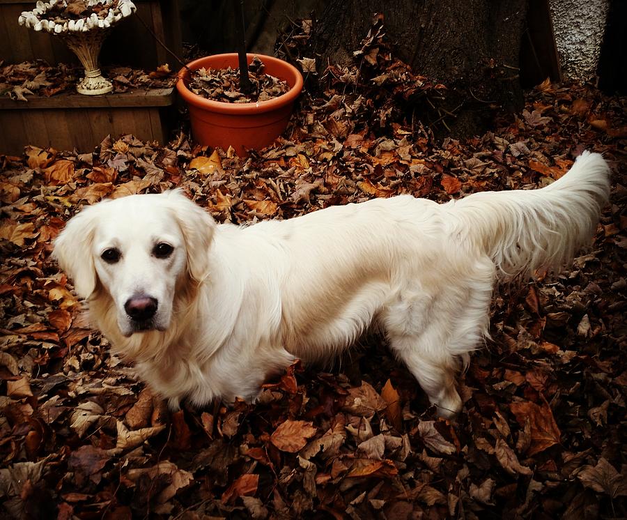 Dog Photograph - Fun With Fallen Leaves by Rowena Tutty