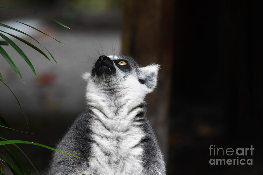 Fun With Lemurs Photograph by Julie Adair