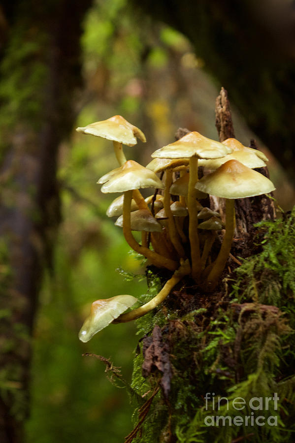 Fungal Blooms Photograph