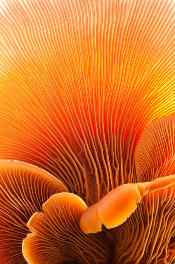 Fungal Forest Photograph by Thomas Haney