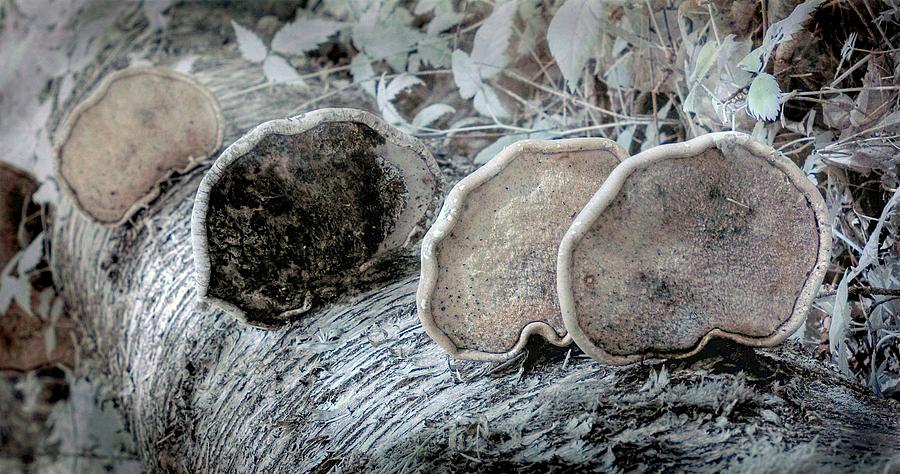 Nature Photograph - Fungi 4 by Bill Kellett