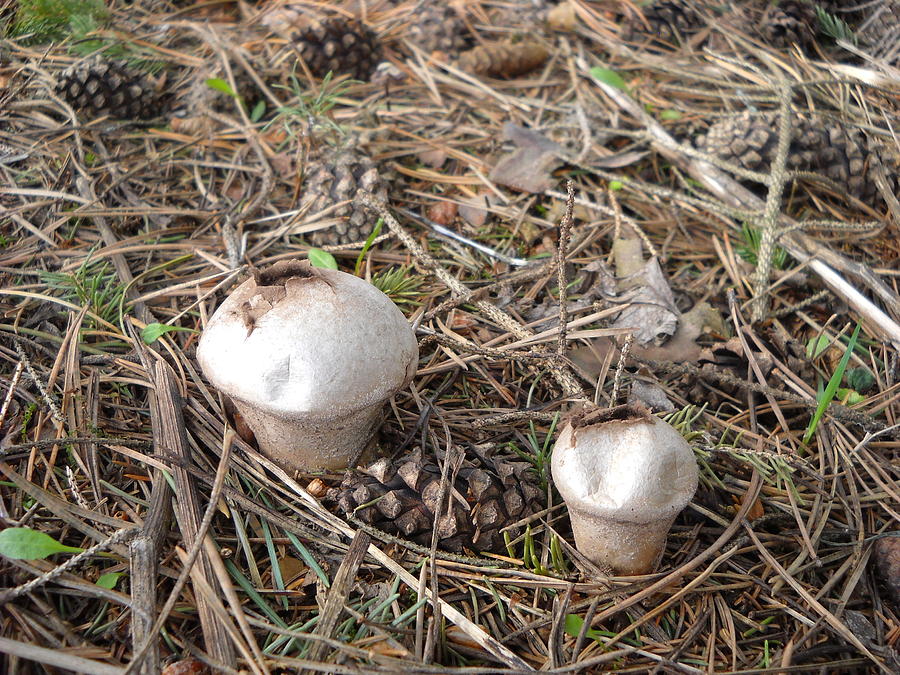 Fungi Among Pine Cones Photograph by Kent Lorentzen