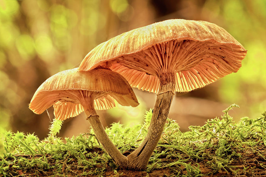 Fungi Beauty Photograph by Catherine Reading