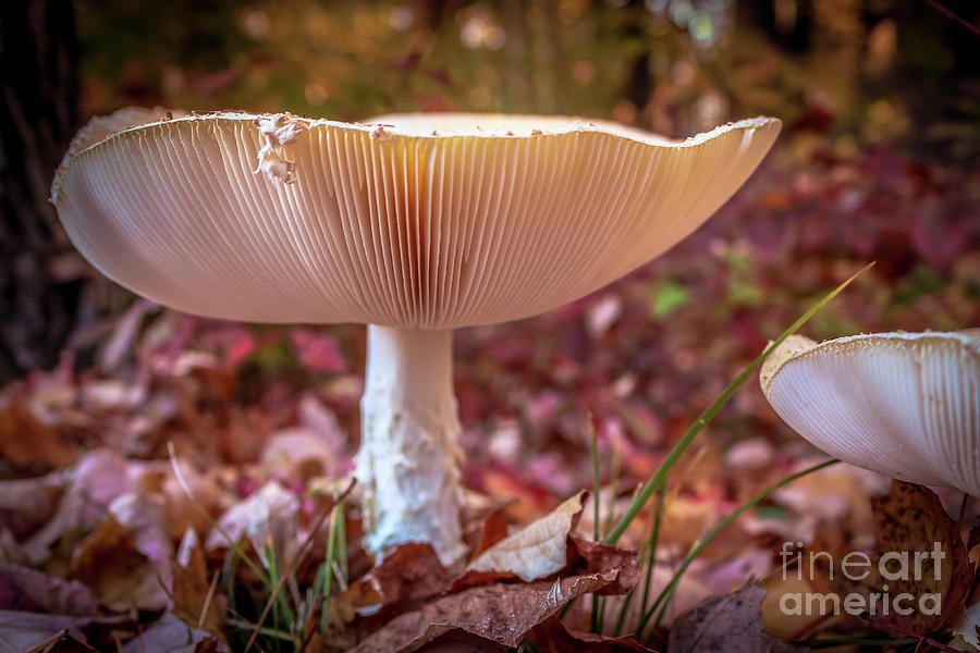 Fungi Photograph by Claudia M Photography