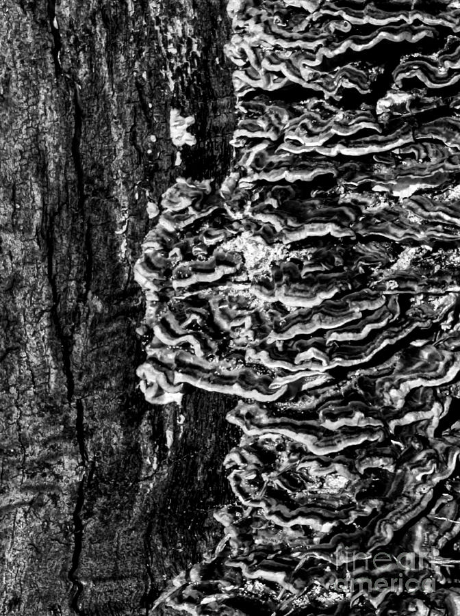 Fungi Coast Photograph by James Aiken
