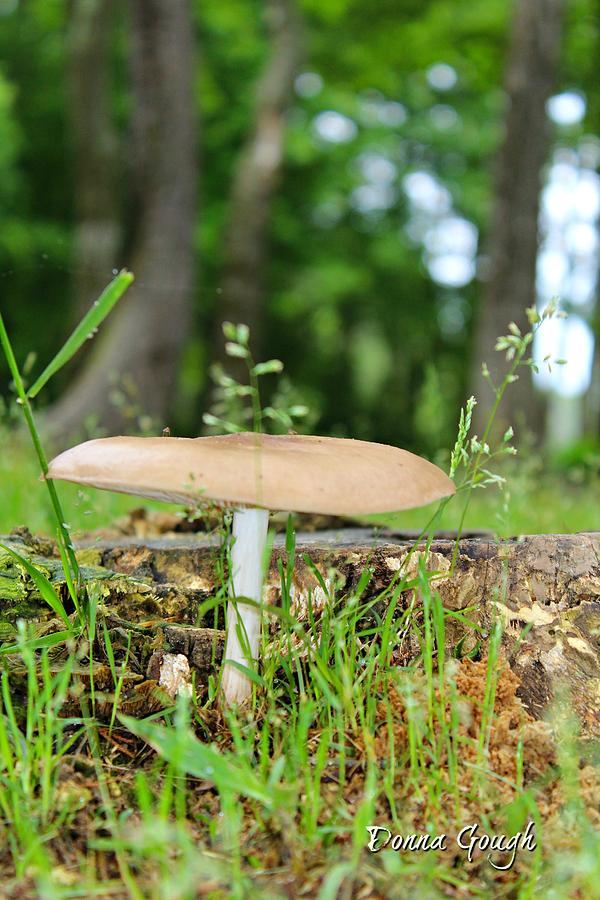Fungi Photograph