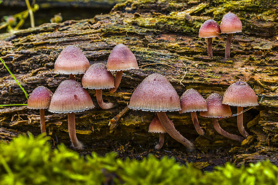 Fungi Photograph by Elmer Jensen