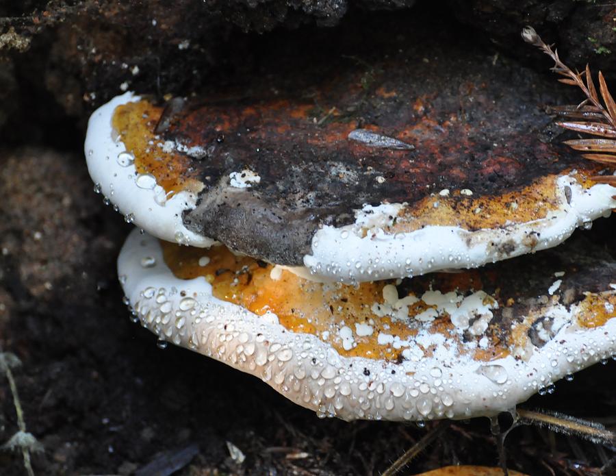 Fungi In Dew Photograph