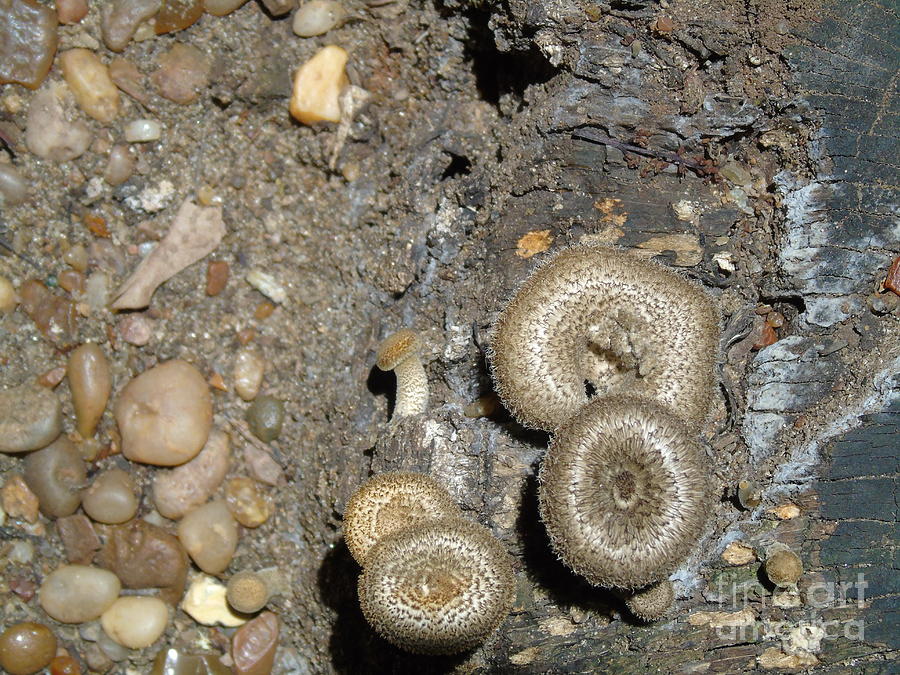 Fungi in El Palmar Photograph by Silvana Miroslava Albano