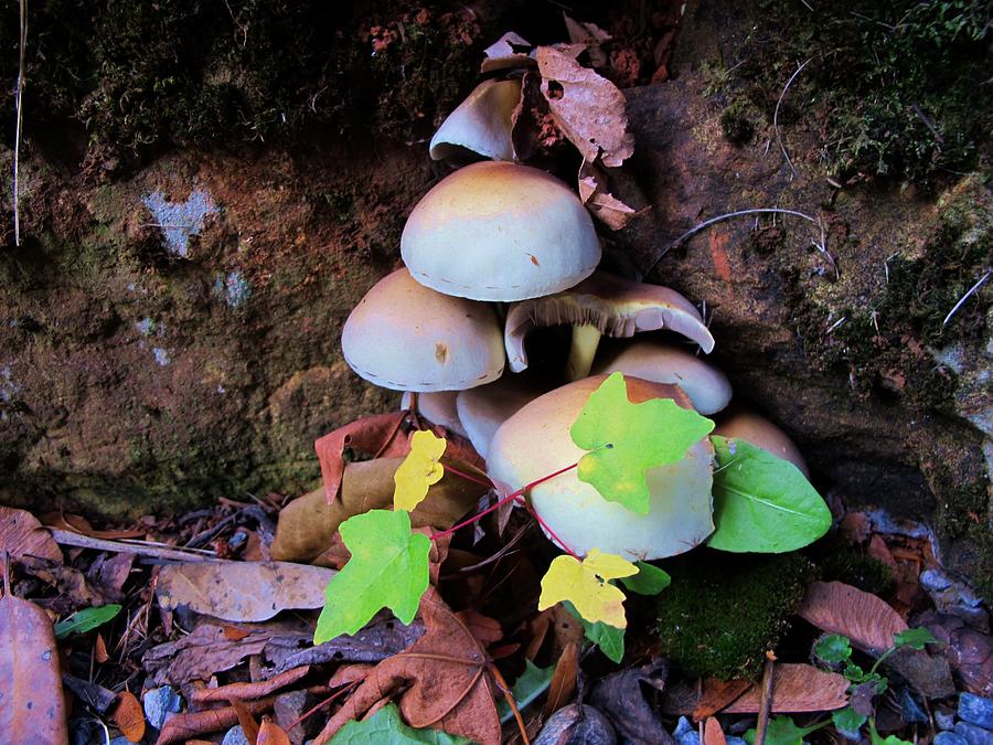 Fungi in Fall Photograph by Susan Lindblom