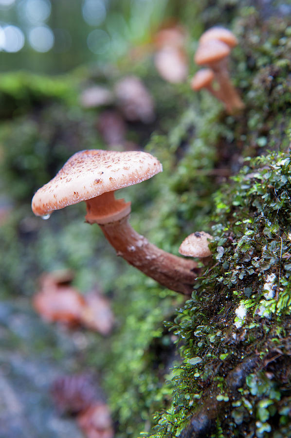 Mushroom Photograph - Fungi in the Woods ii by Helen Jackson