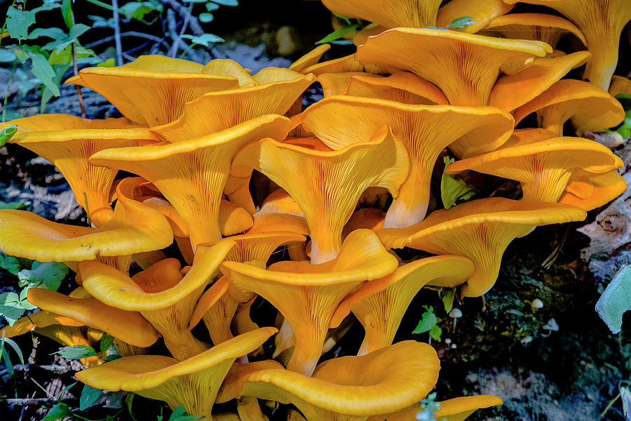 Fungi Photograph by Jack R Perry