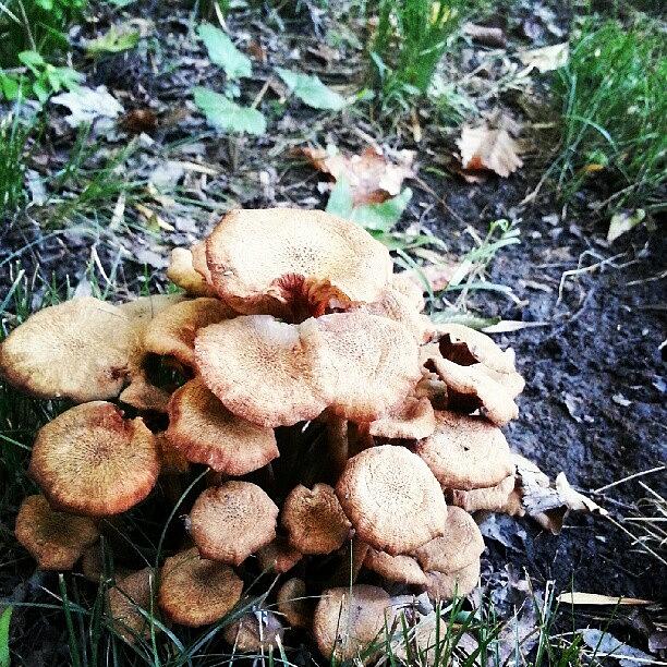 Nature Photograph - Fungi #nature #gwparkway by Tara White