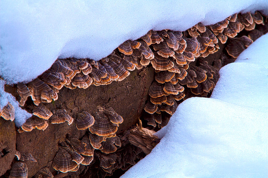 Fungi Photograph by Phil Koch