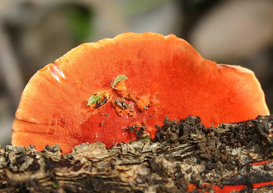 Fungi Photograph - Fungi Pycnoporus coccineus by Tony Brown