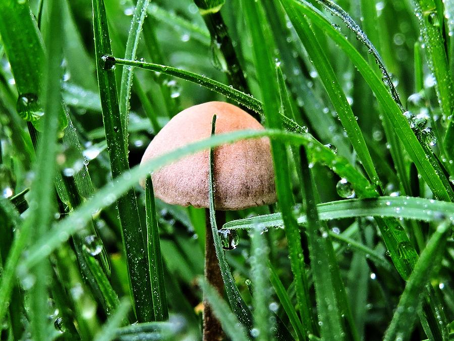 Fungi So Tiny Photograph by Katherine White