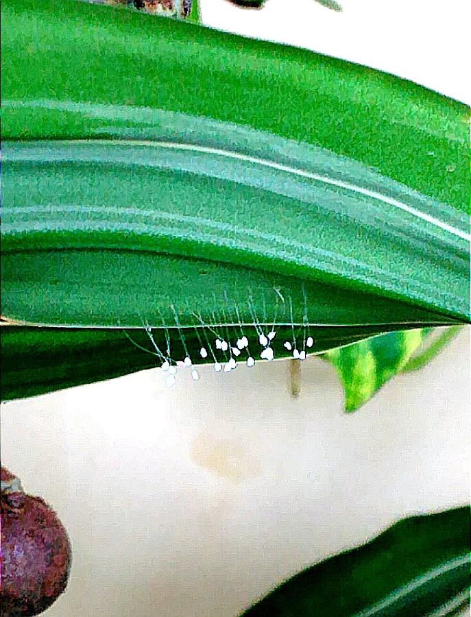 Fungi Stalks on Palm Frond by Andrew Blitman Fungi Stalks on Palm Frond by Andrew Blitman