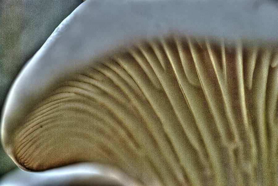 Fungi Surrell - 9385 by G L Sarti Fungi Surrell - 9385 by G L Sarti