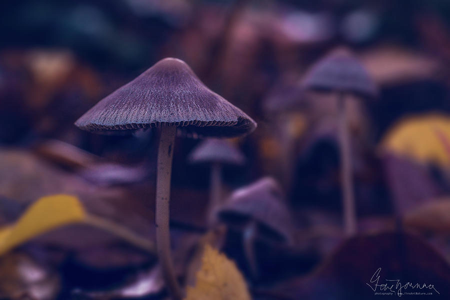 Fungi World Photograph by Gene Garnace