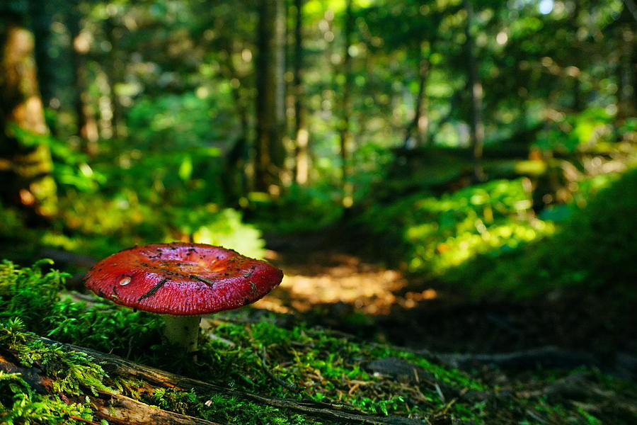 Fungus Photograph by Amanda Jones