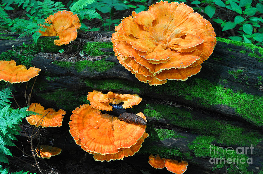Fungus Among Us Photograph by Diane E Berry