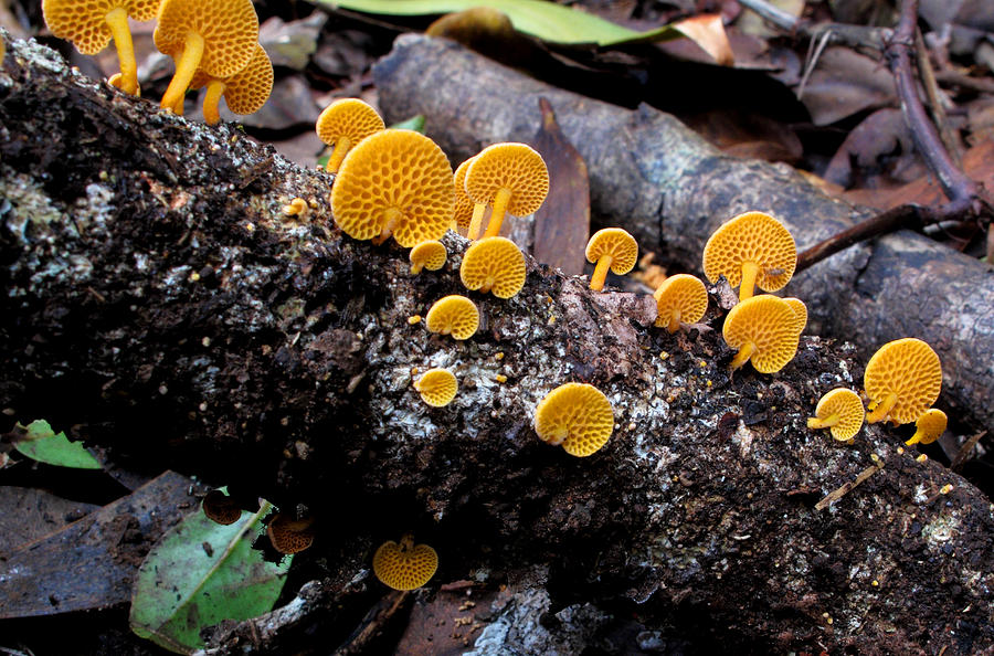 Mushroom Photograph - Fungus by Brendan Reals