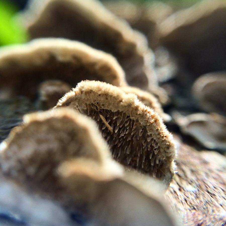 Fungus Can Be Pretty Photograph by Kreslyn Ruckman