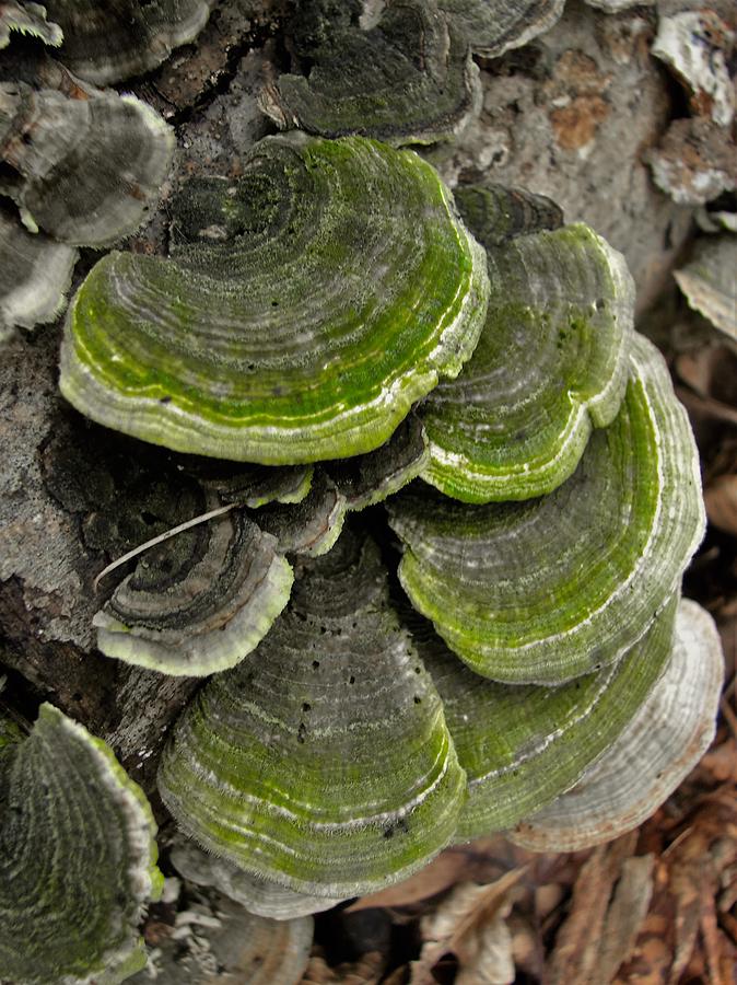 Fungus Photograph by Carl Moore