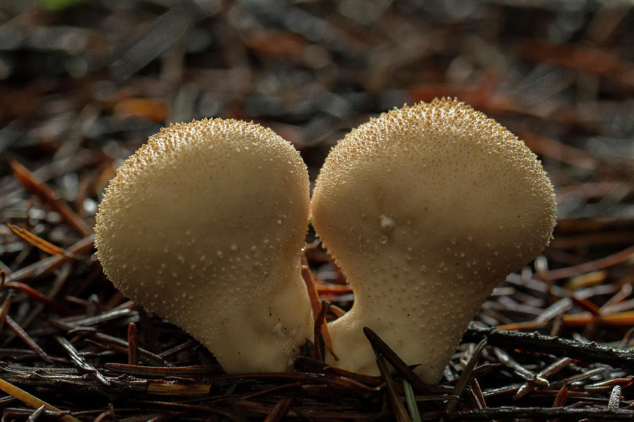 Fungus Duo Photograph by Jean Noren