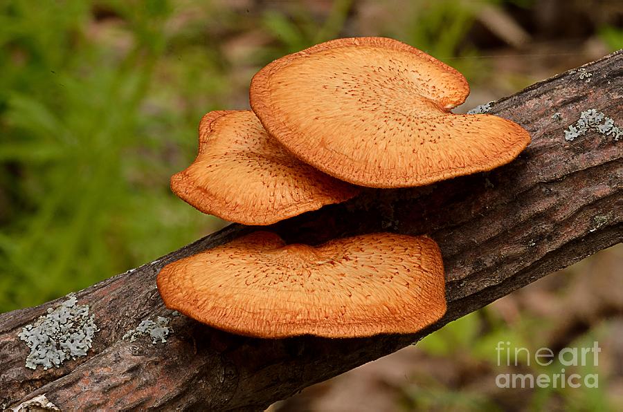 Fungus FS 5329 Photograph by Ken DePue
