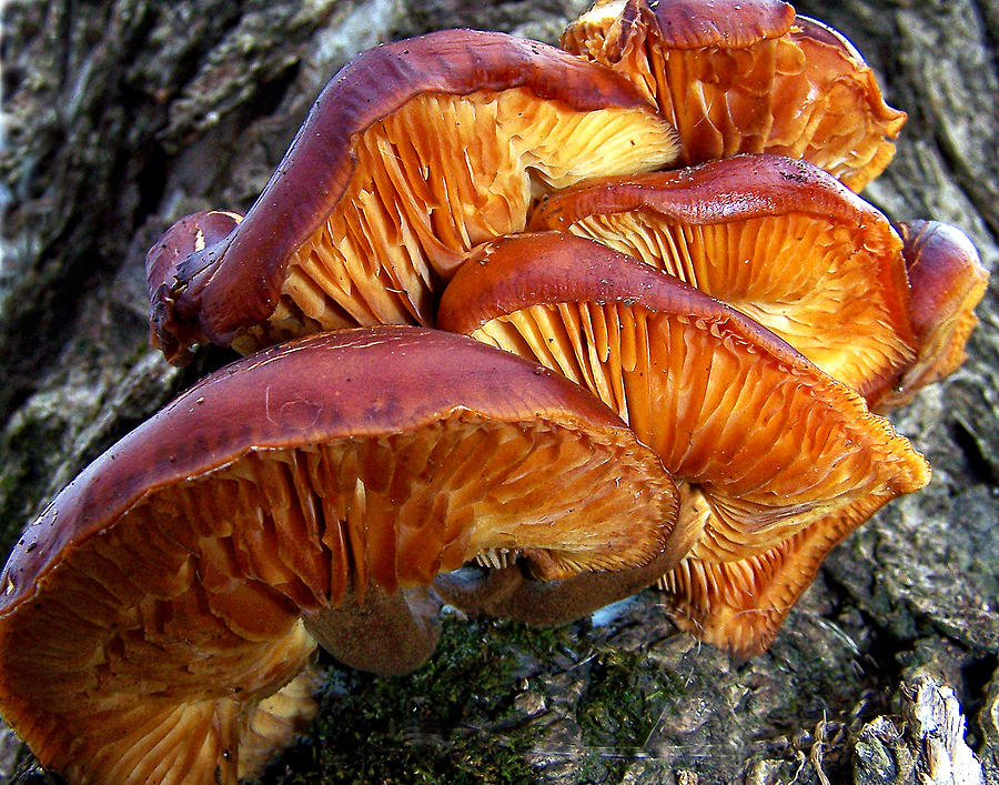 Fungus Photograph by Gene Tatroe