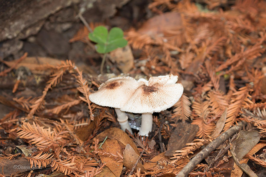 Fungus in the Forest Photograph by Deana Glenz