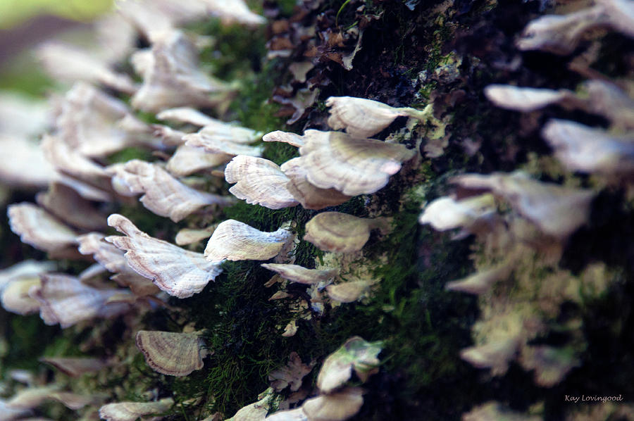Fungus in the Forest Photograph by Kay Lovingood