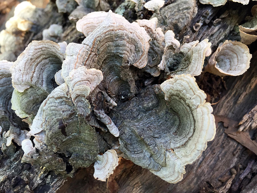 Mushroom Photograph - Fungus by James Pinkerton