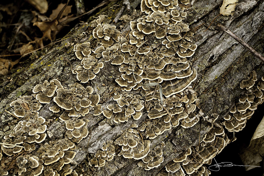 Fungus on Bark Photograph by Jim Bunstock