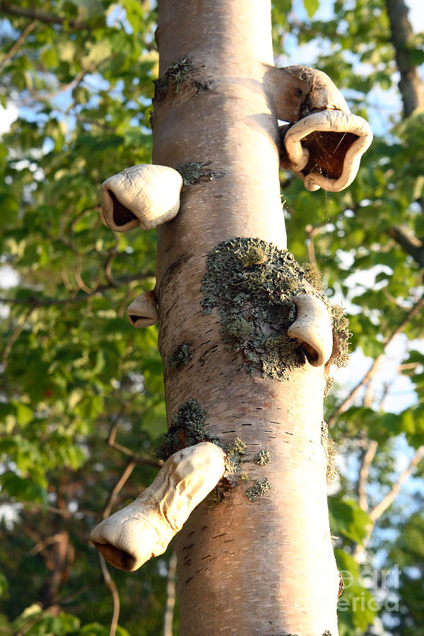Fungus On Birch Tree Photograph by Ted Kinsman