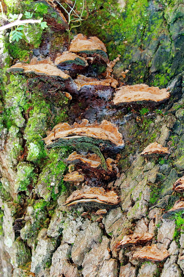 Fungus On Mossy Tree Photograph by Daniel Caracappa - Fine Art America