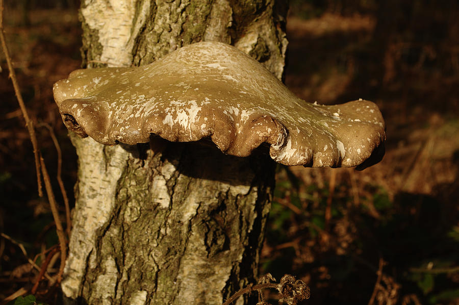 Fungus On Silver Birch Photograph by Adrian Wale