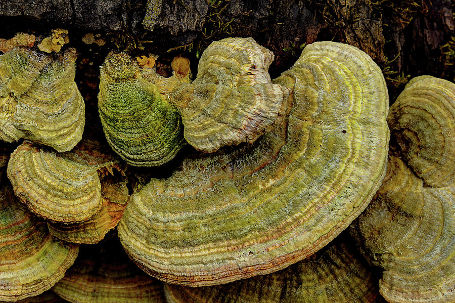 Fungus On The Log Photograph by Mike Eingle