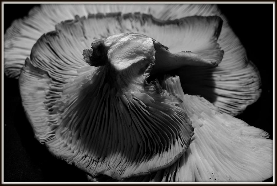 Mushroom Photograph - Fungus One by Jon Benson