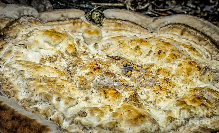 Fungus Pizza Photograph by Kathleen K Parker