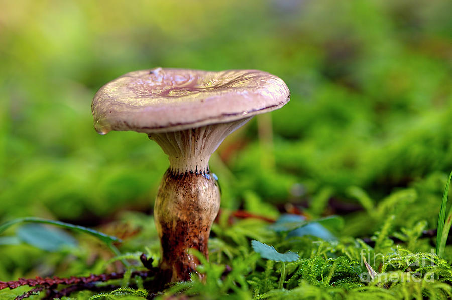 Fungus Photograph by Sharon Talson - Fine Art America