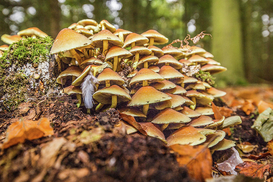 Fungus stack Photograph by Ed James