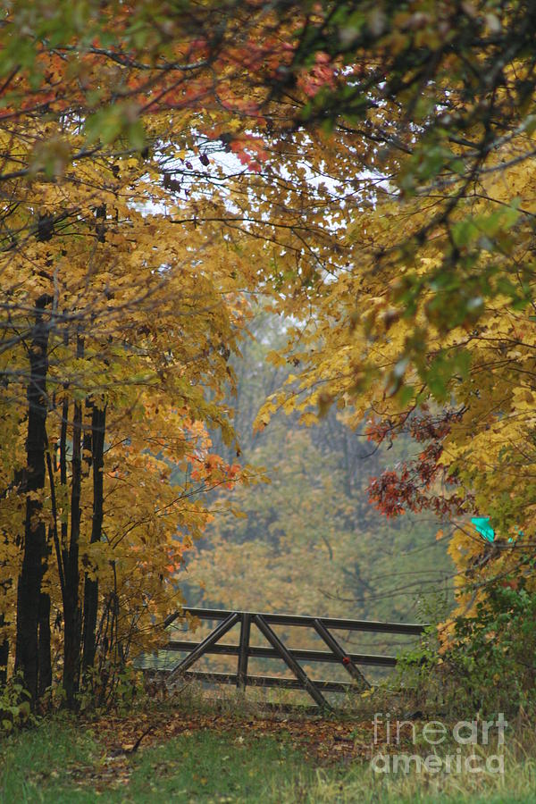 Funks Grove Photograph by Roger Look - Fine Art America