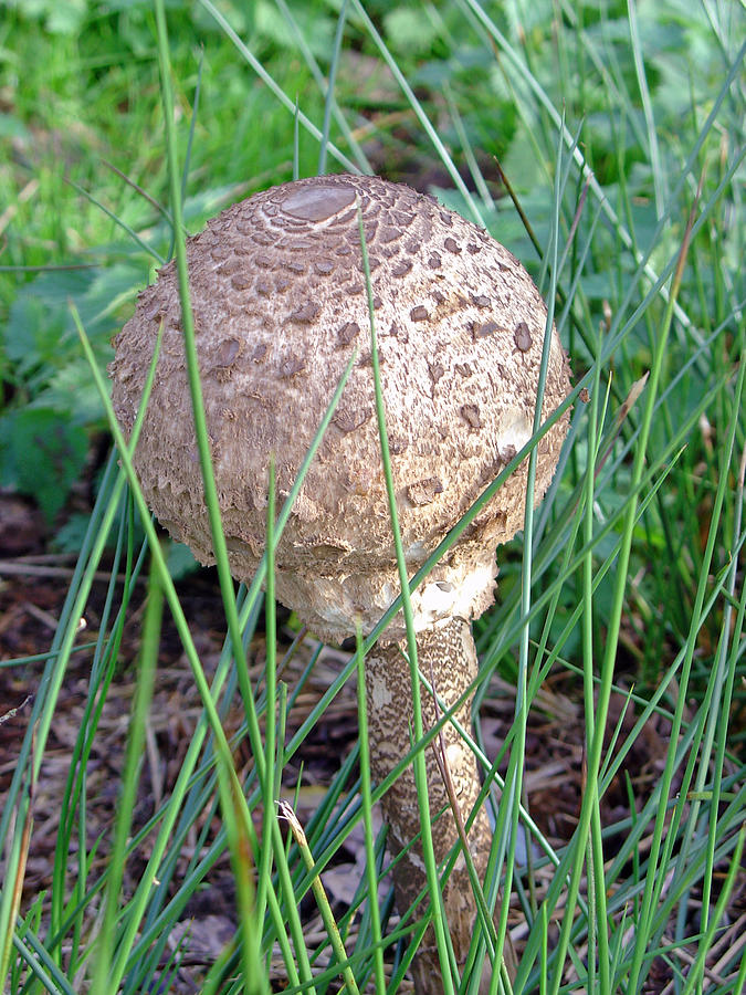 Funky Fungi   Photograph by Rod Johnson