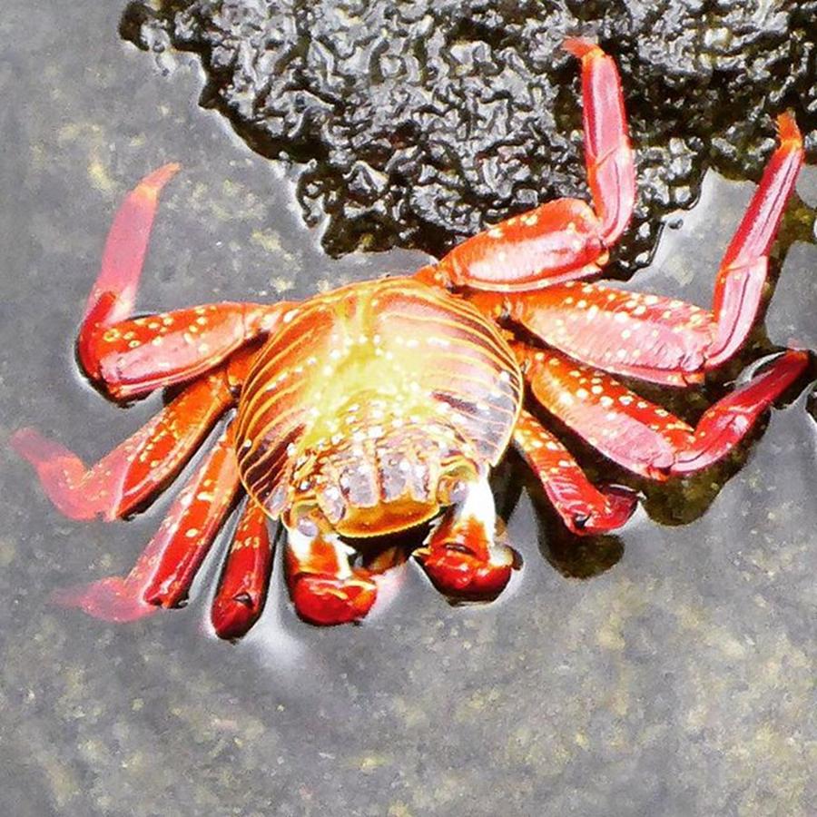 Travel Photograph - Funky #galapagos Crab, There Were So by Dante Harker