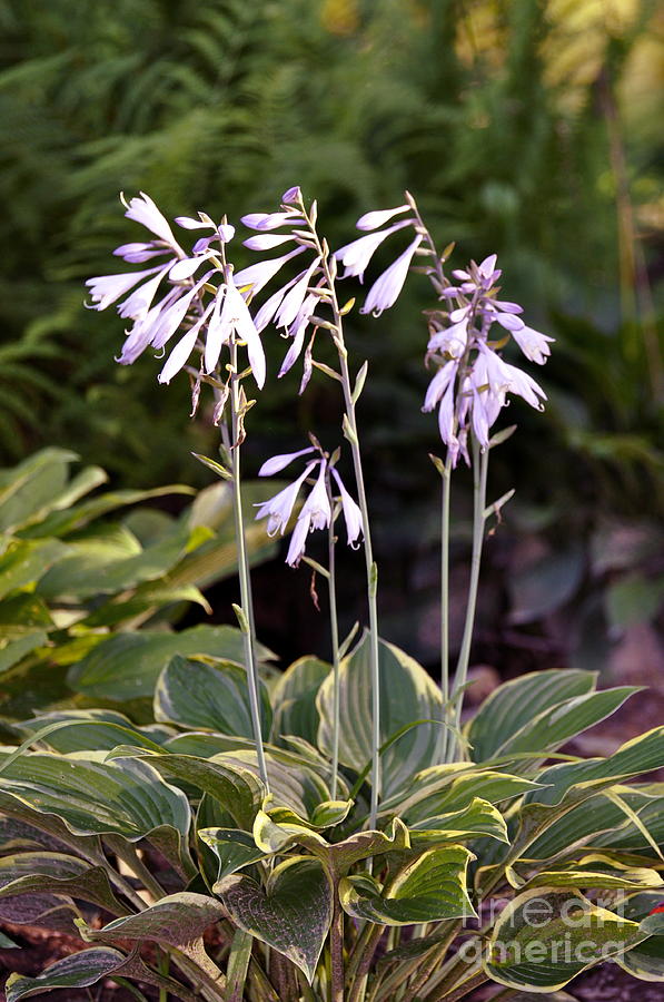 Funky Hostas Photograph by Penny Neimiller