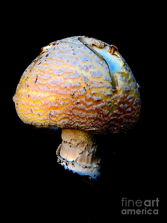 Funky Mushroom Photograph by Beth Myer Photography