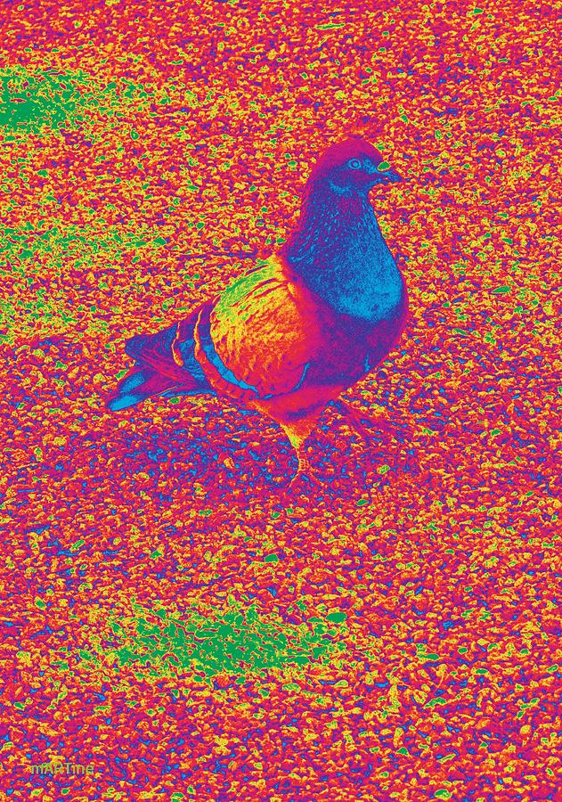 Funky Pigeon Photograph