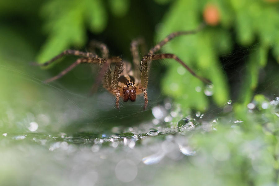 Funnel Weaver Spider Photograph by Mircea Costina Photography
